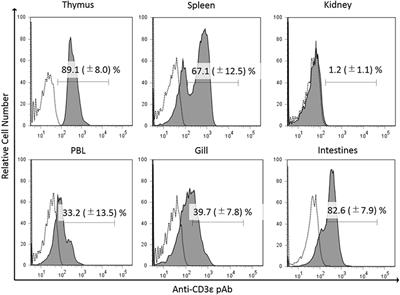 Peculiar Expression of CD3-Epsilon in Kidney of Ginbuna Crucian Carp